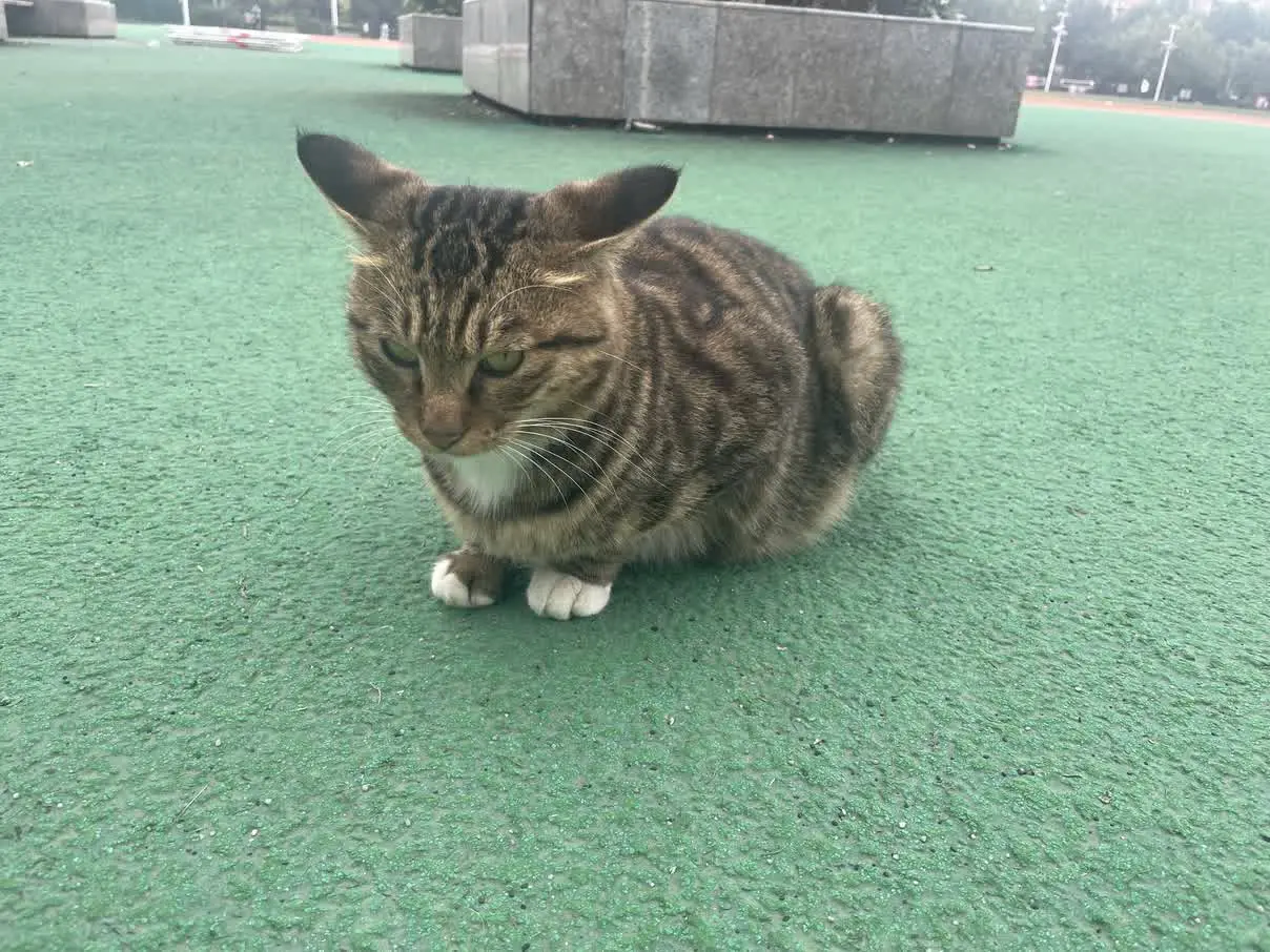 在操场遇到的小黑