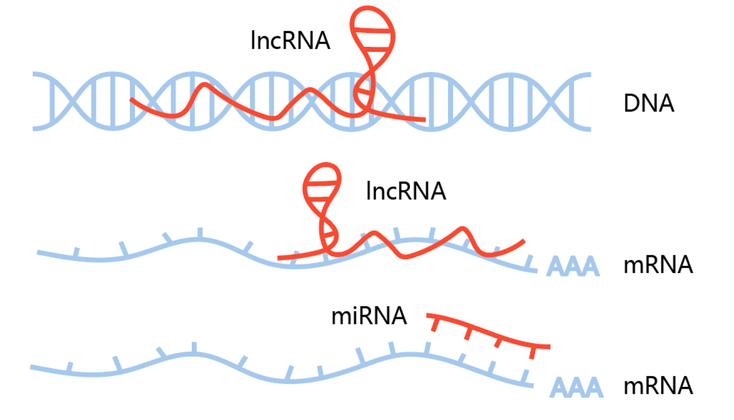 RNA- RNA.png