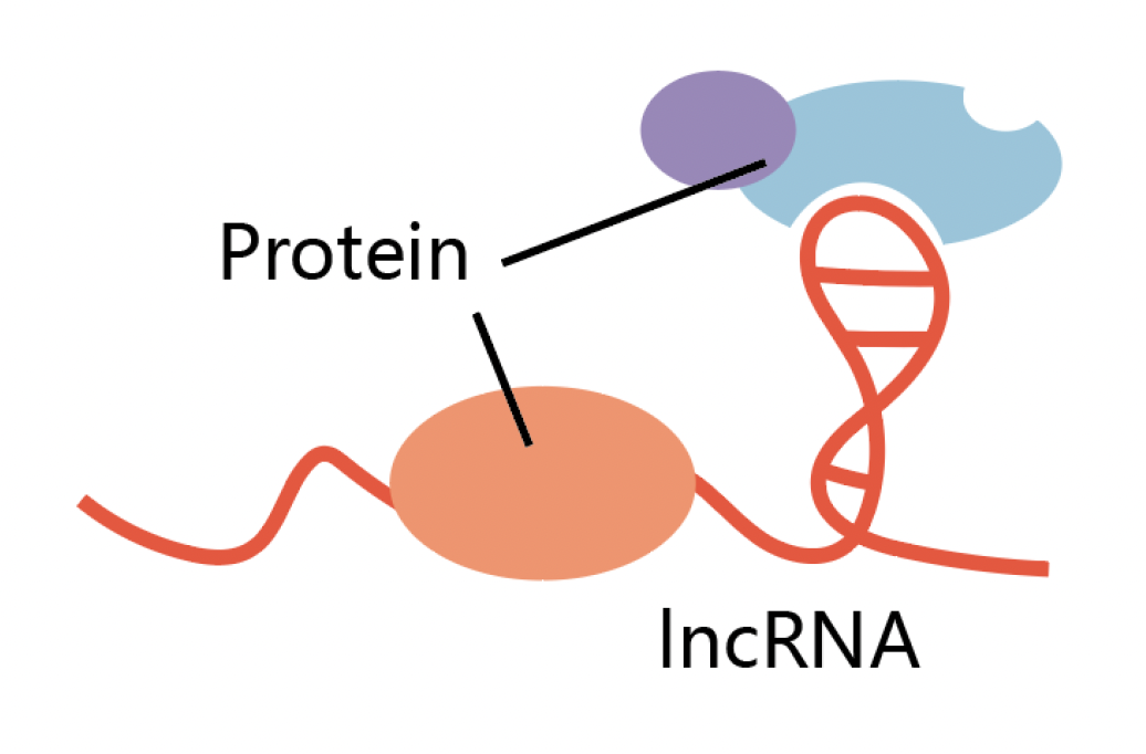 protein-RNA.png