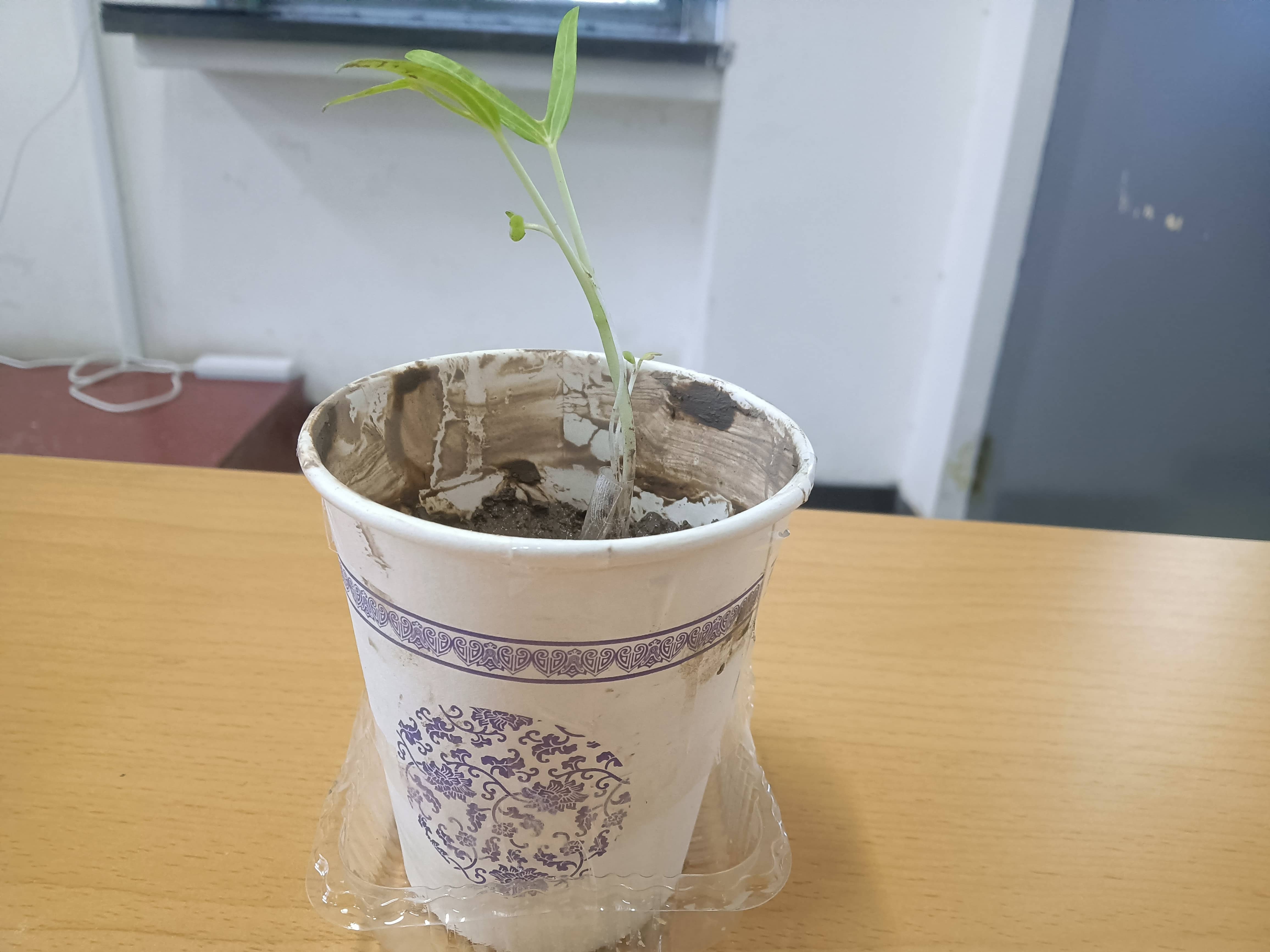 菠菜和上海青🥬