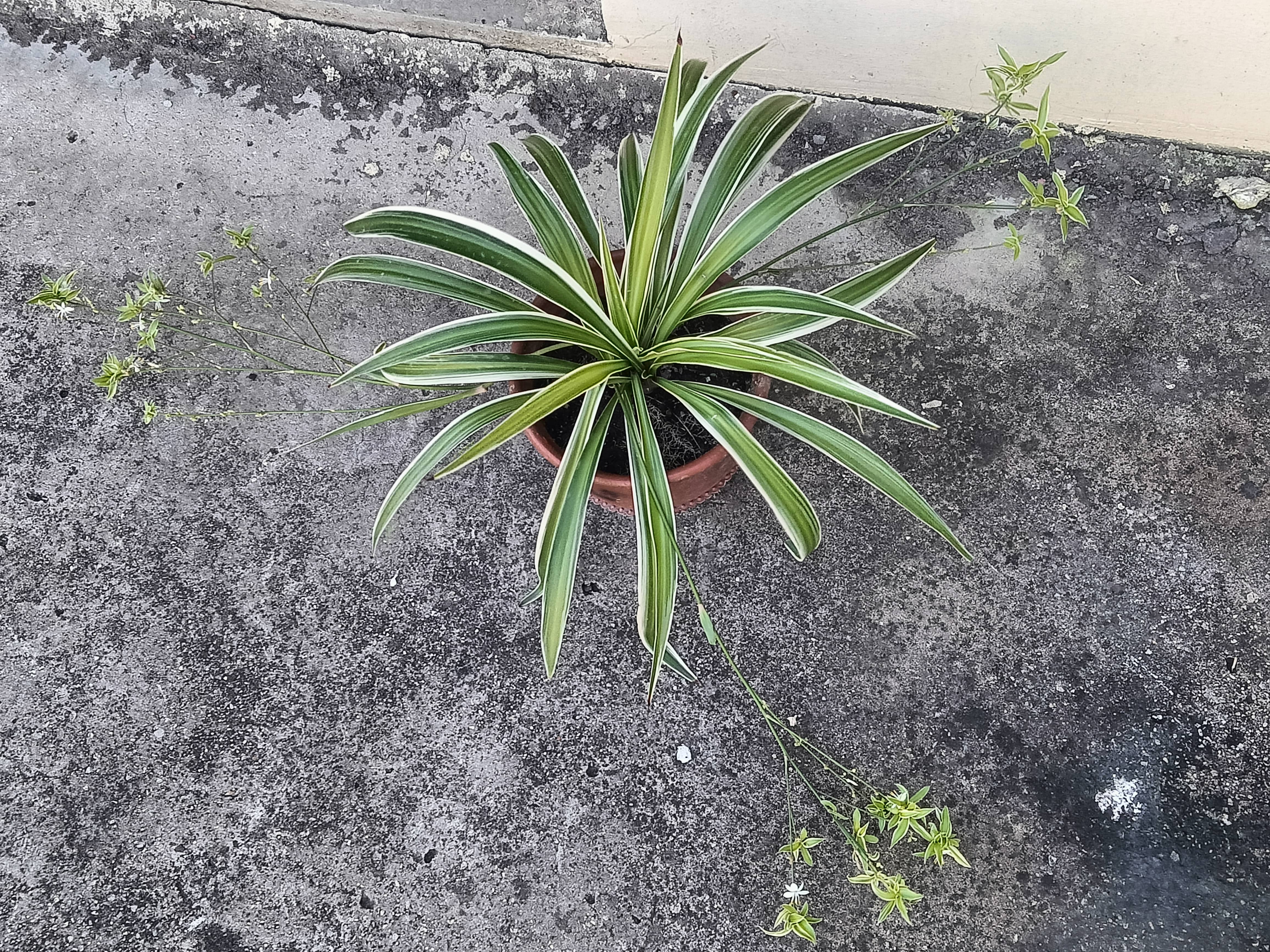 我的四个月的吊兰