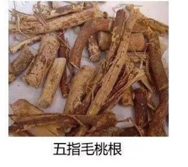五指毛桃根