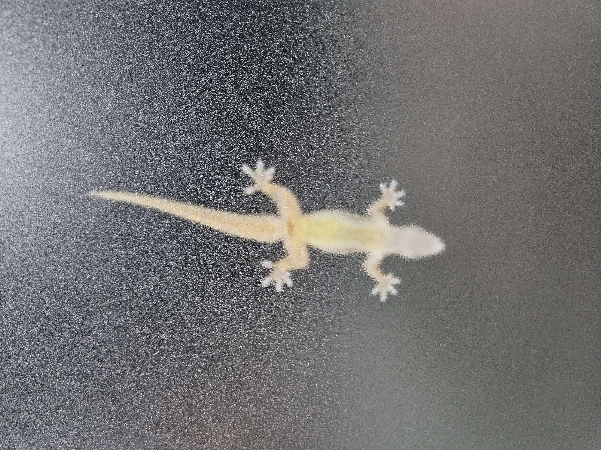 晚上窗户会有壁虎