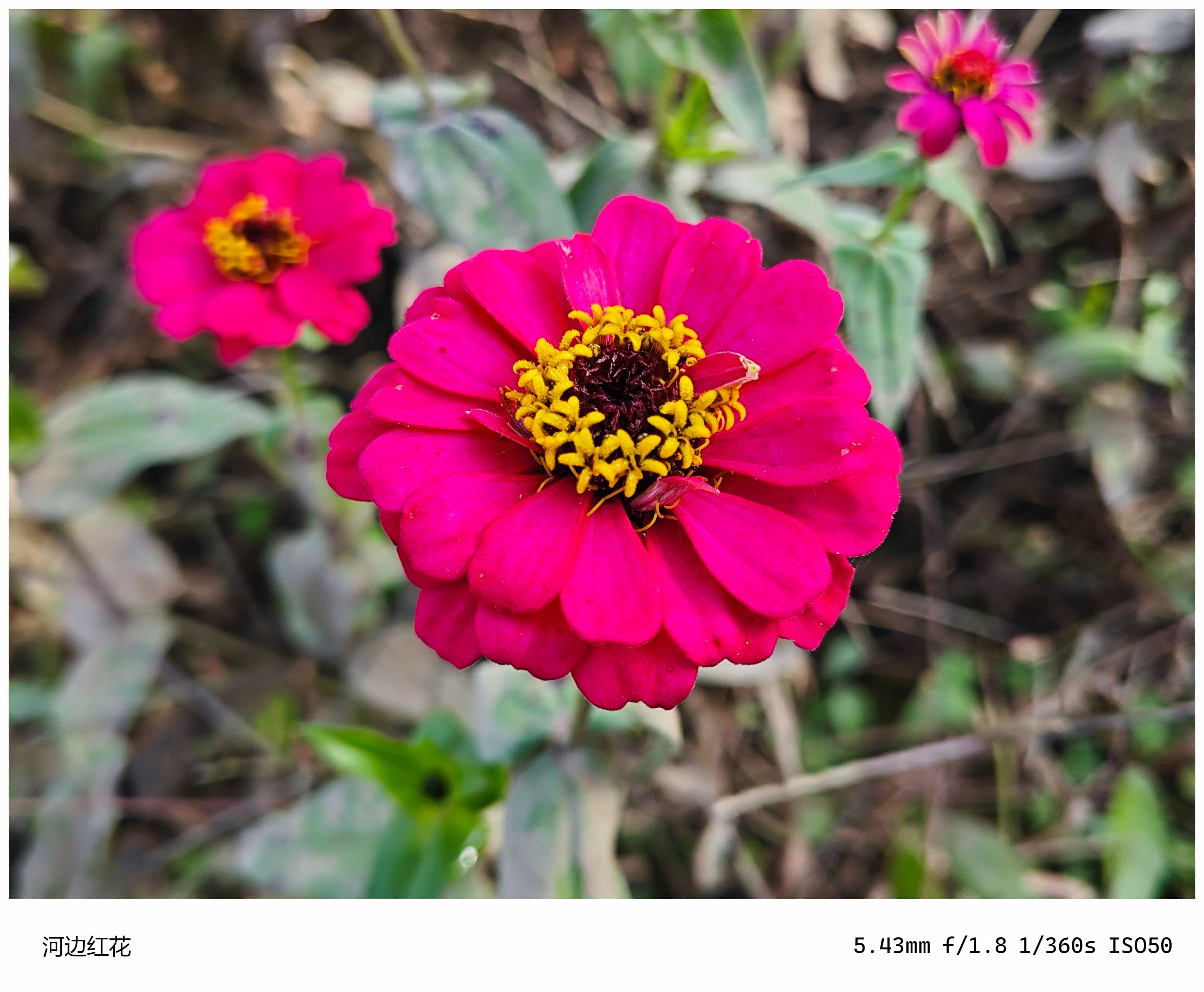 十一月半-河边红花.jpg