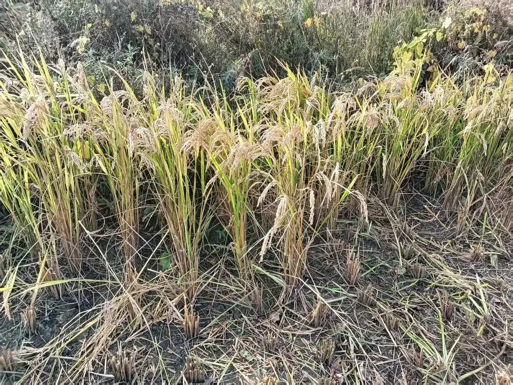 手动收割机器够不到的稻谷