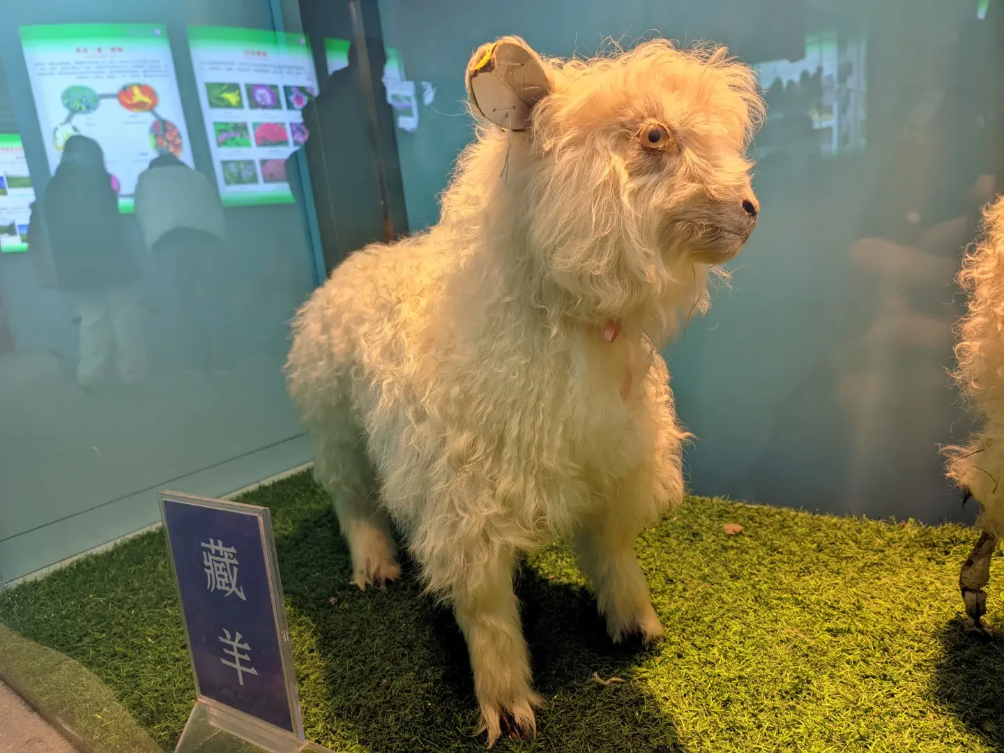 动物（标本）-12