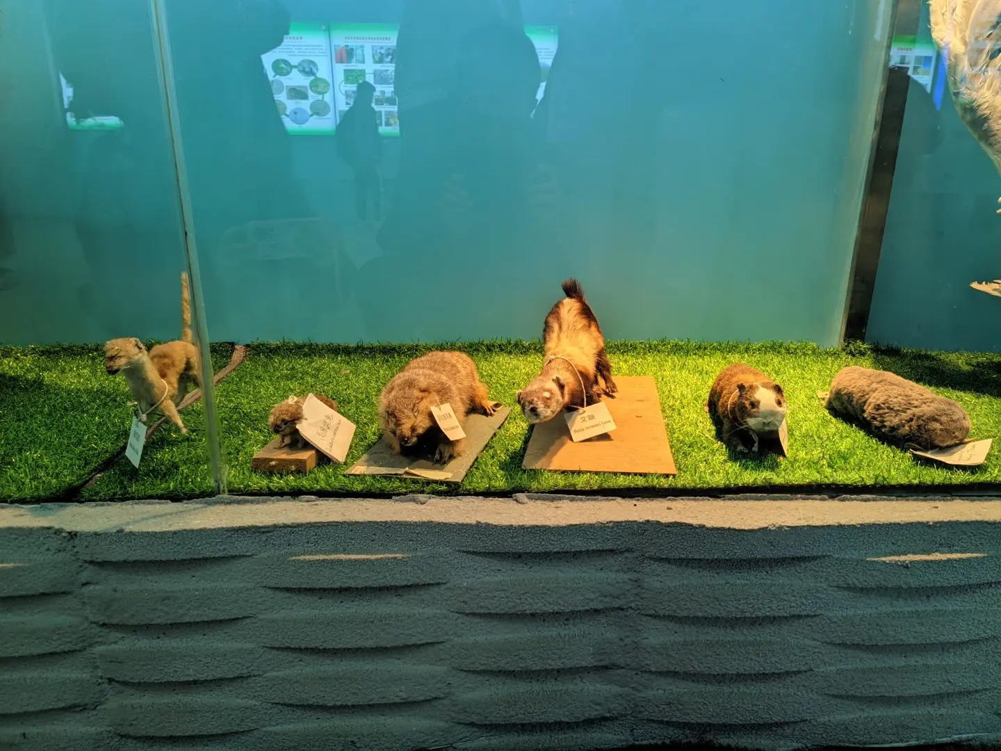 动物（标本）-11