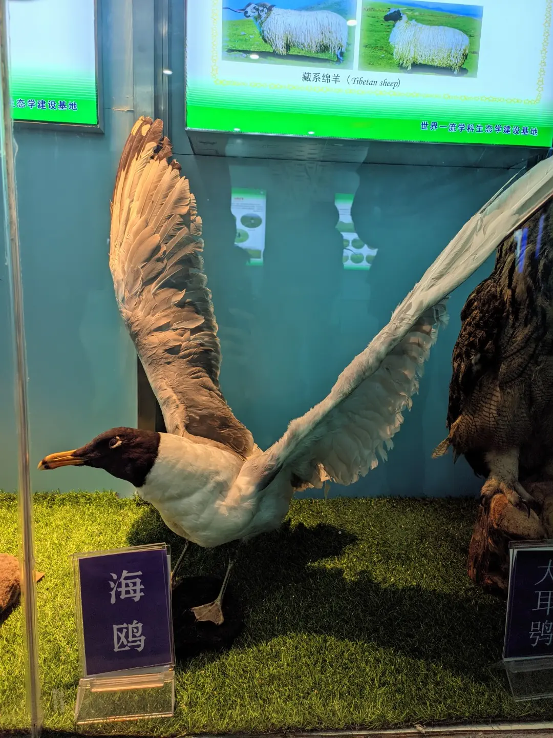 动物（标本）-10