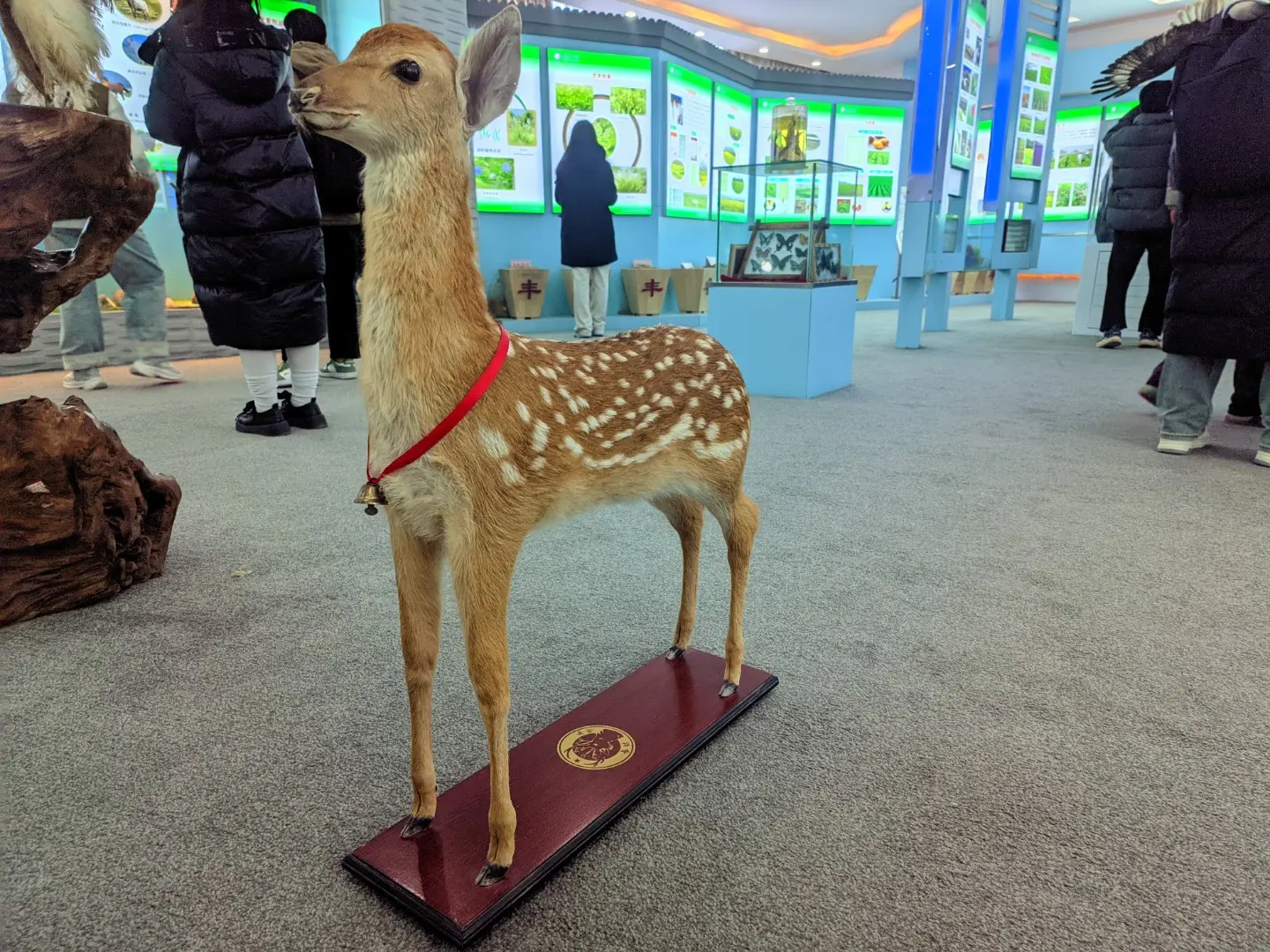 动物（标本）-9