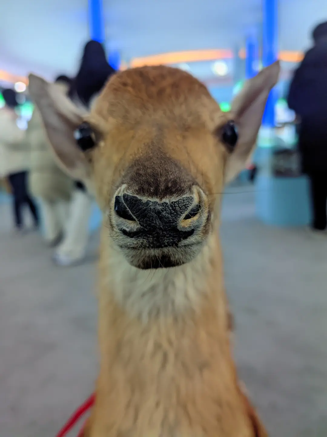 动物（标本）-8