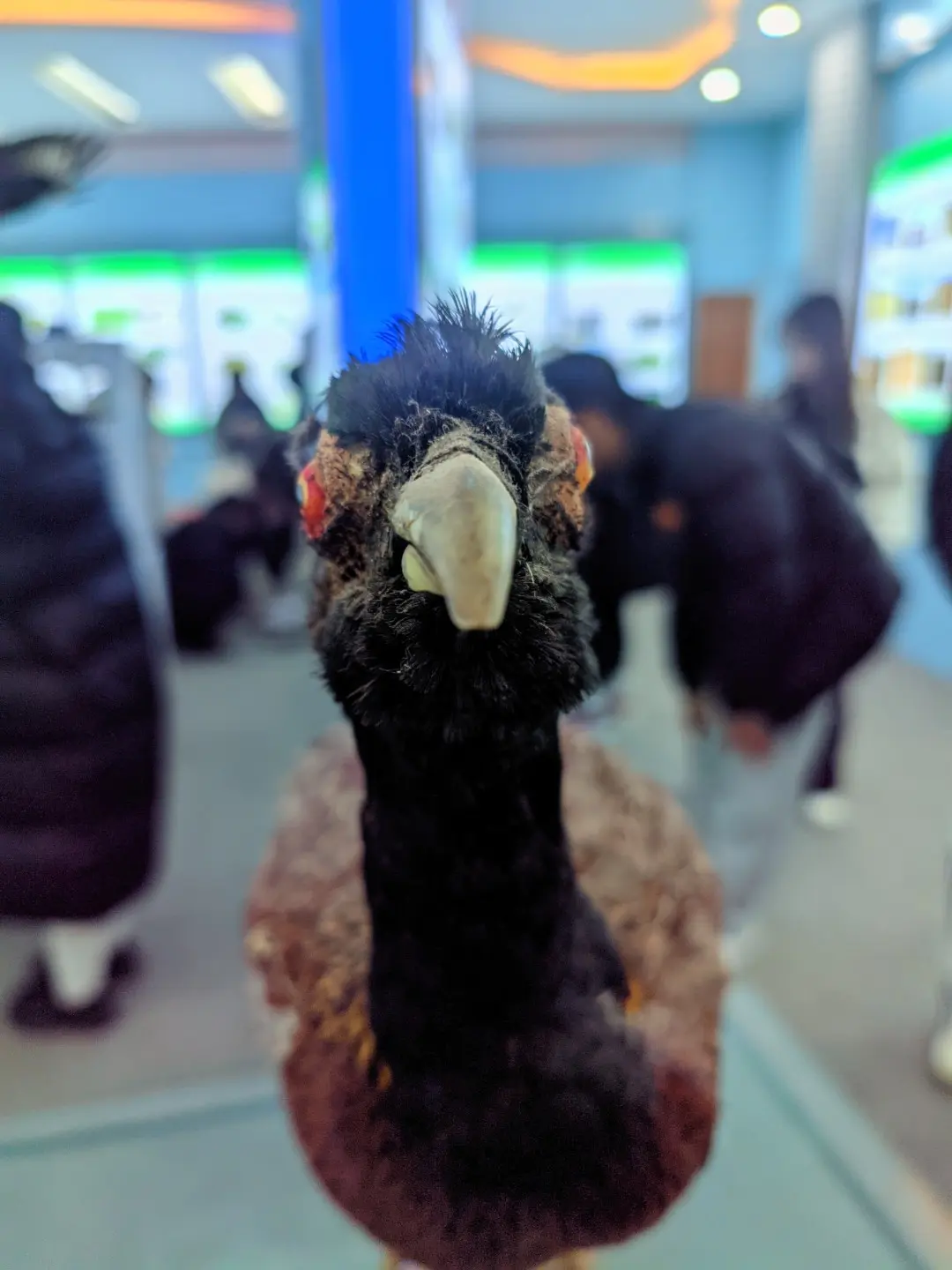 动物（标本）-7