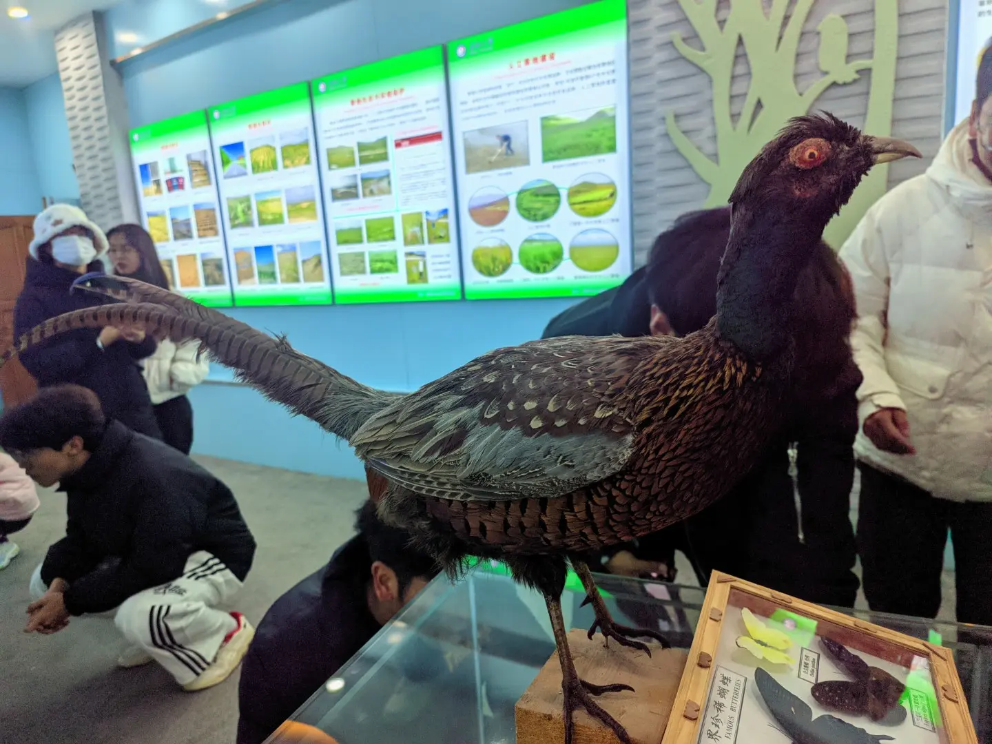 动物（标本）-6