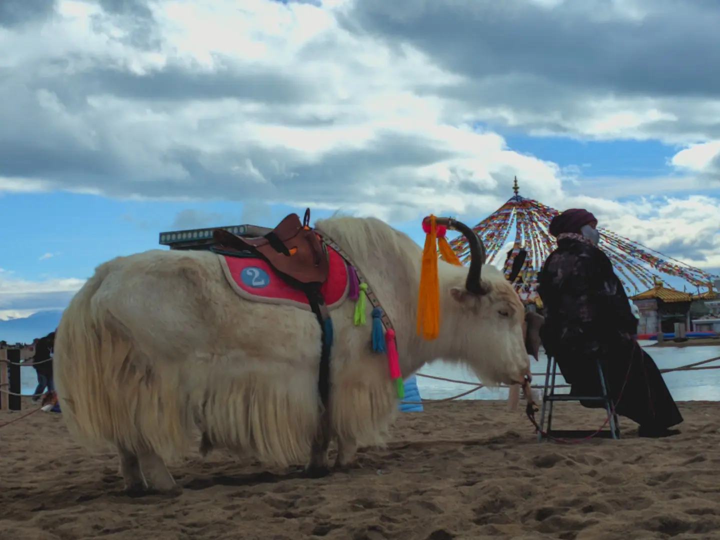 动物（标本）-4