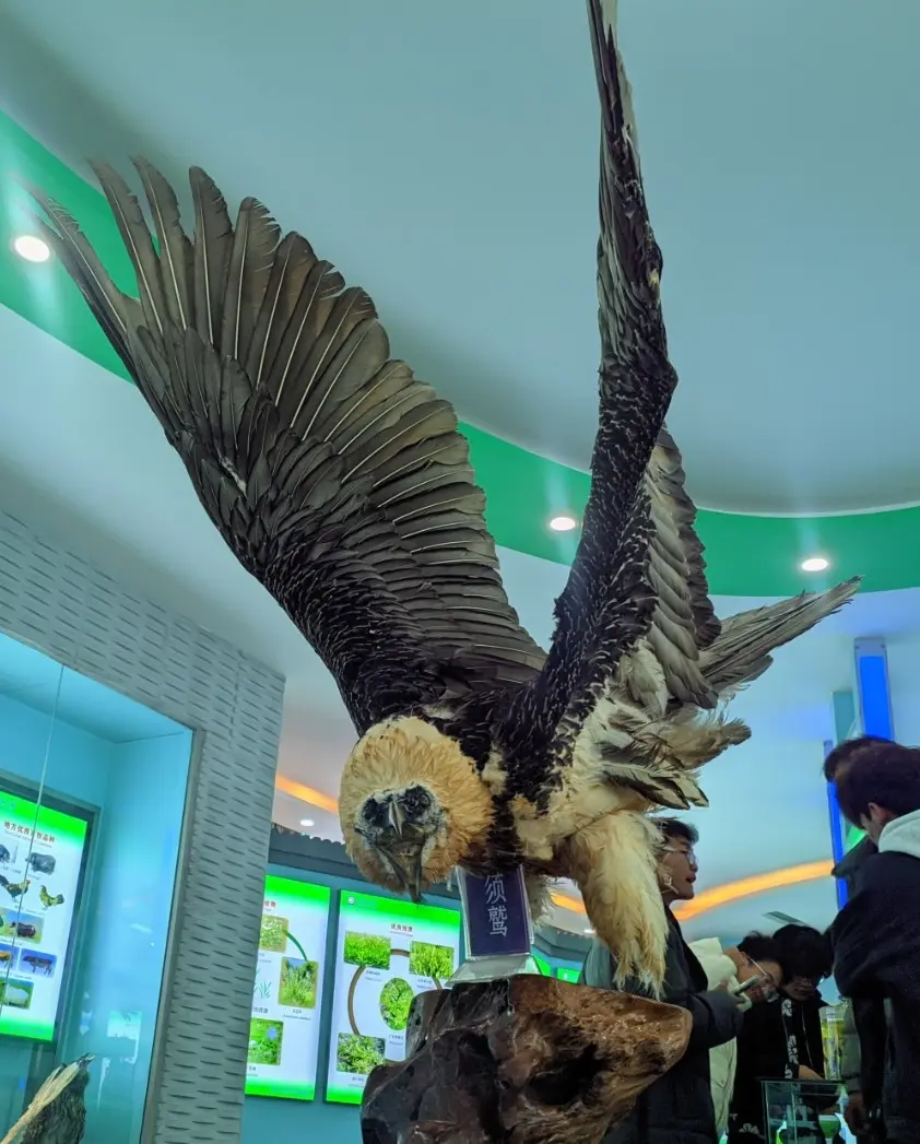 动物（标本）-3