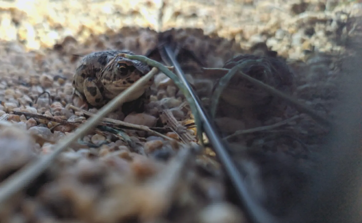 动物（标本）-2