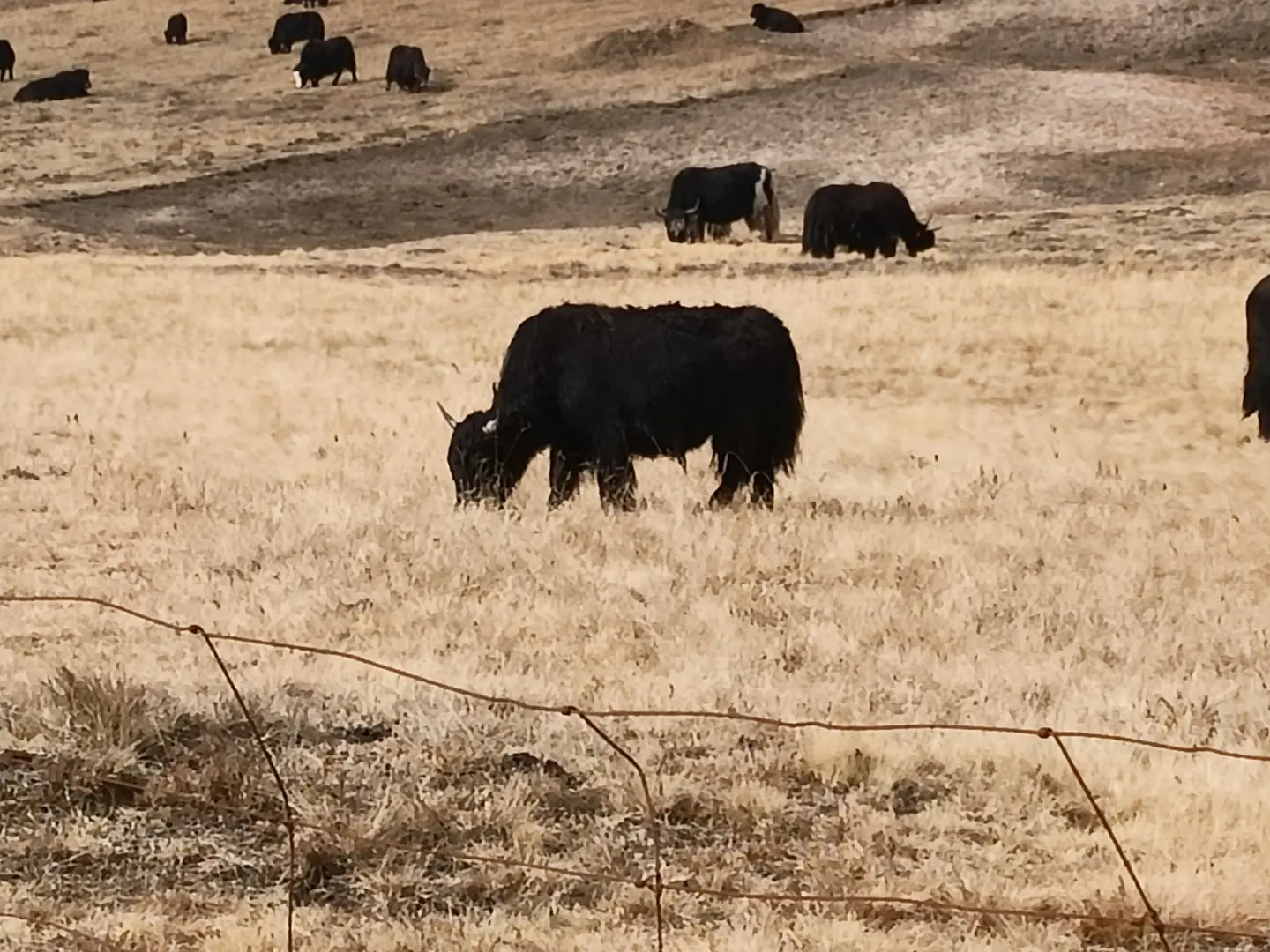 动物（标本）-1