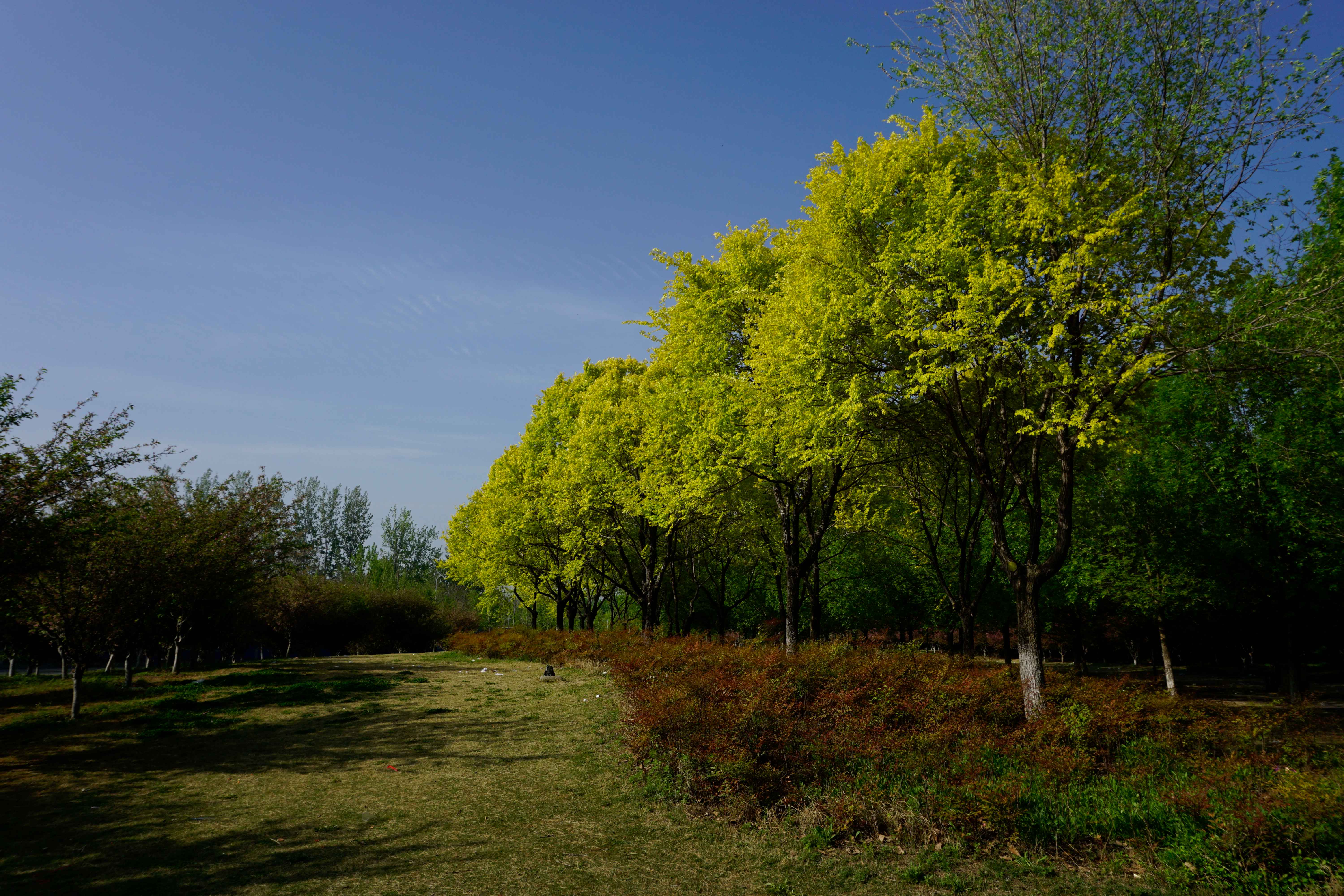 2026四月半-风景 (4).JPG