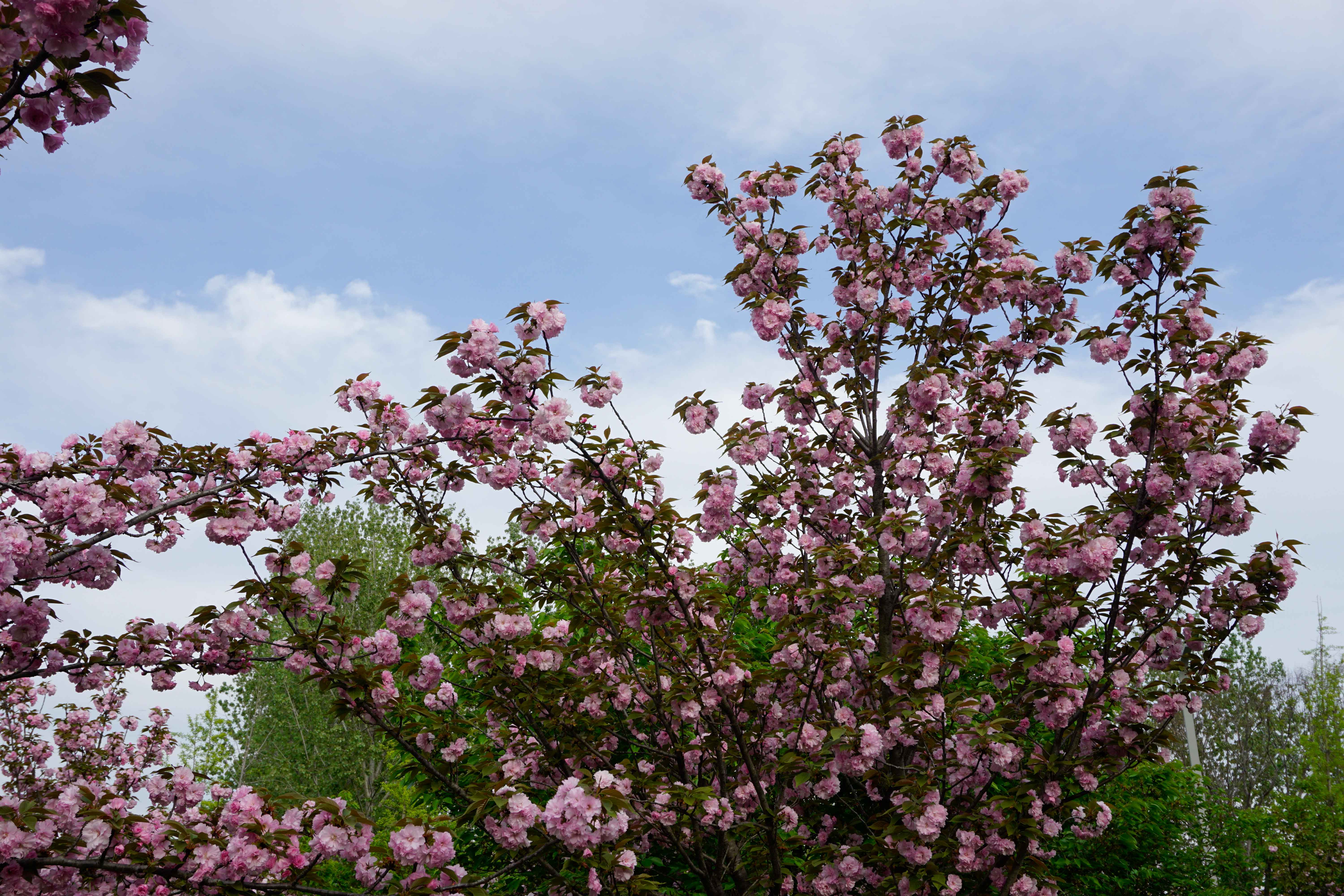 2026四月半-风景 (2).JPG