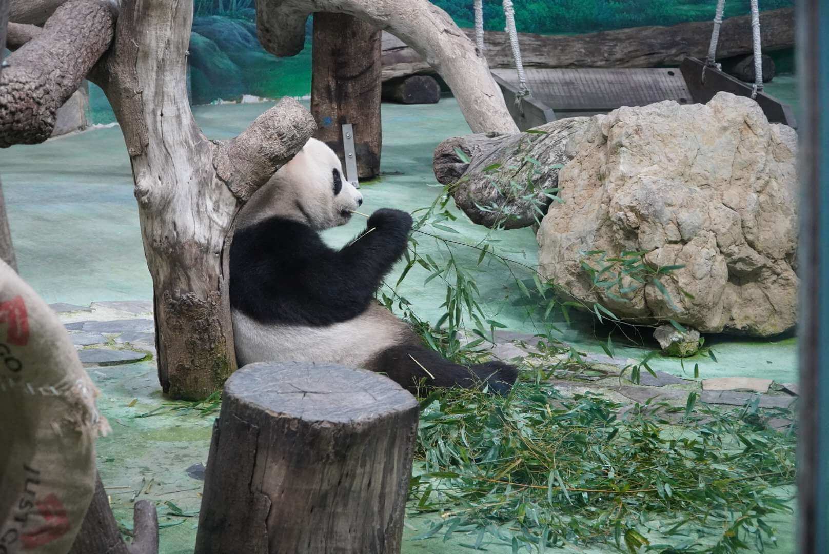 熊猫