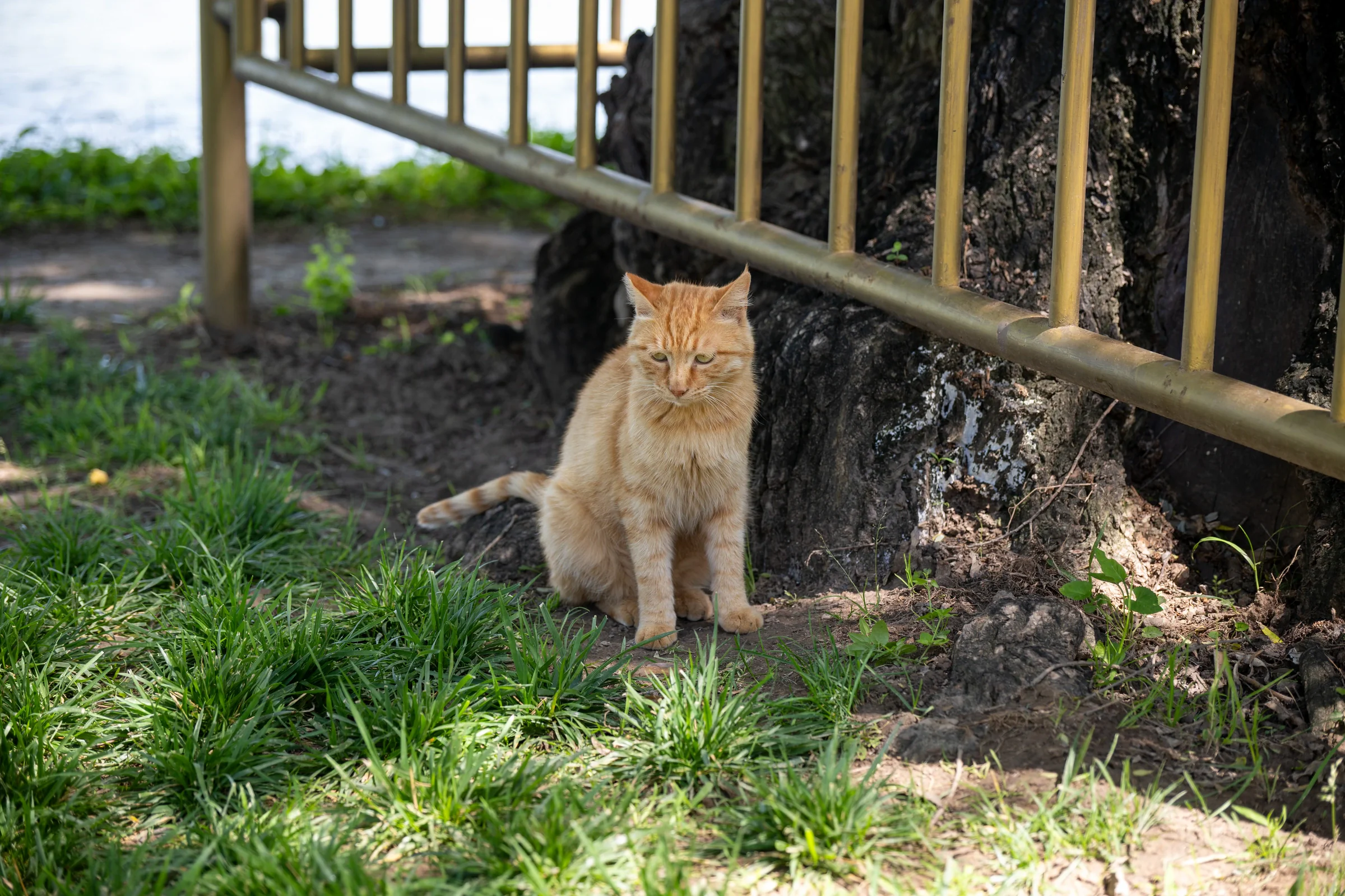 小猫咪！特别不怕人
