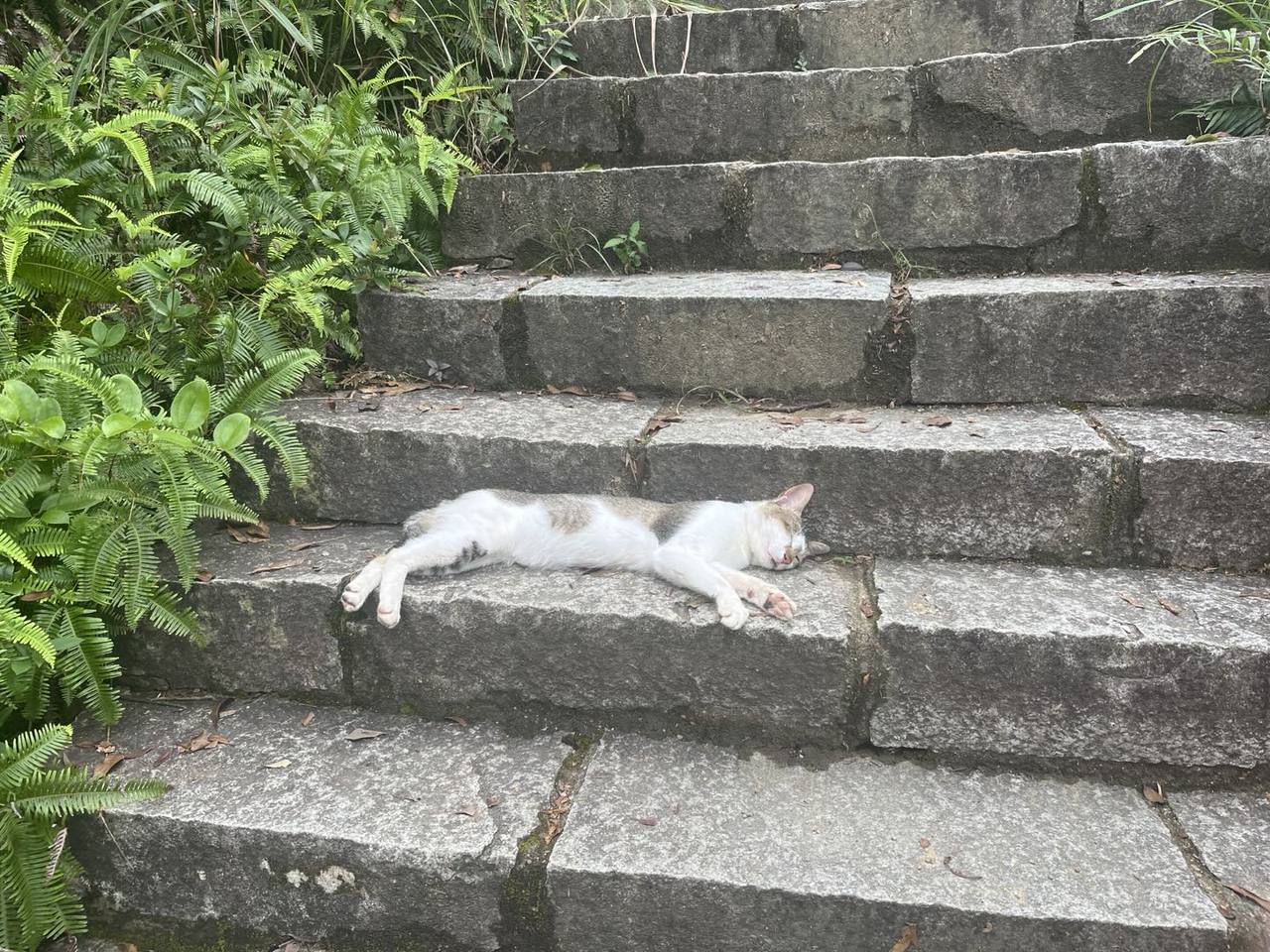 梅沙尖山间石阶旁，一只白底带浅色斑纹的小猫舒展地躺在台阶上休息