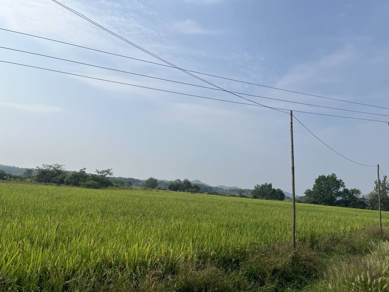开阔农田、远树和低缓山影