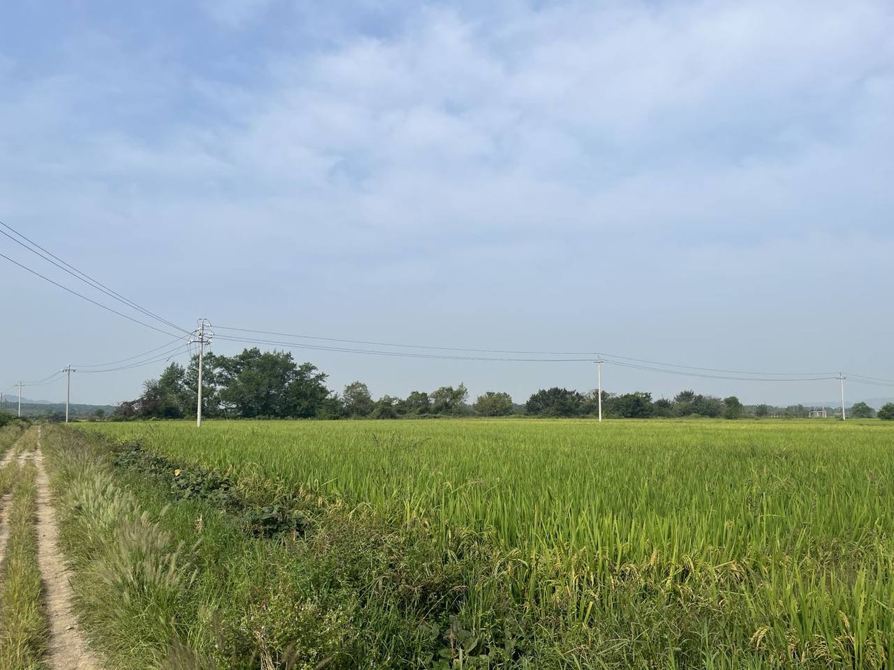 田边土路、成片绿色作物与远处电线杆