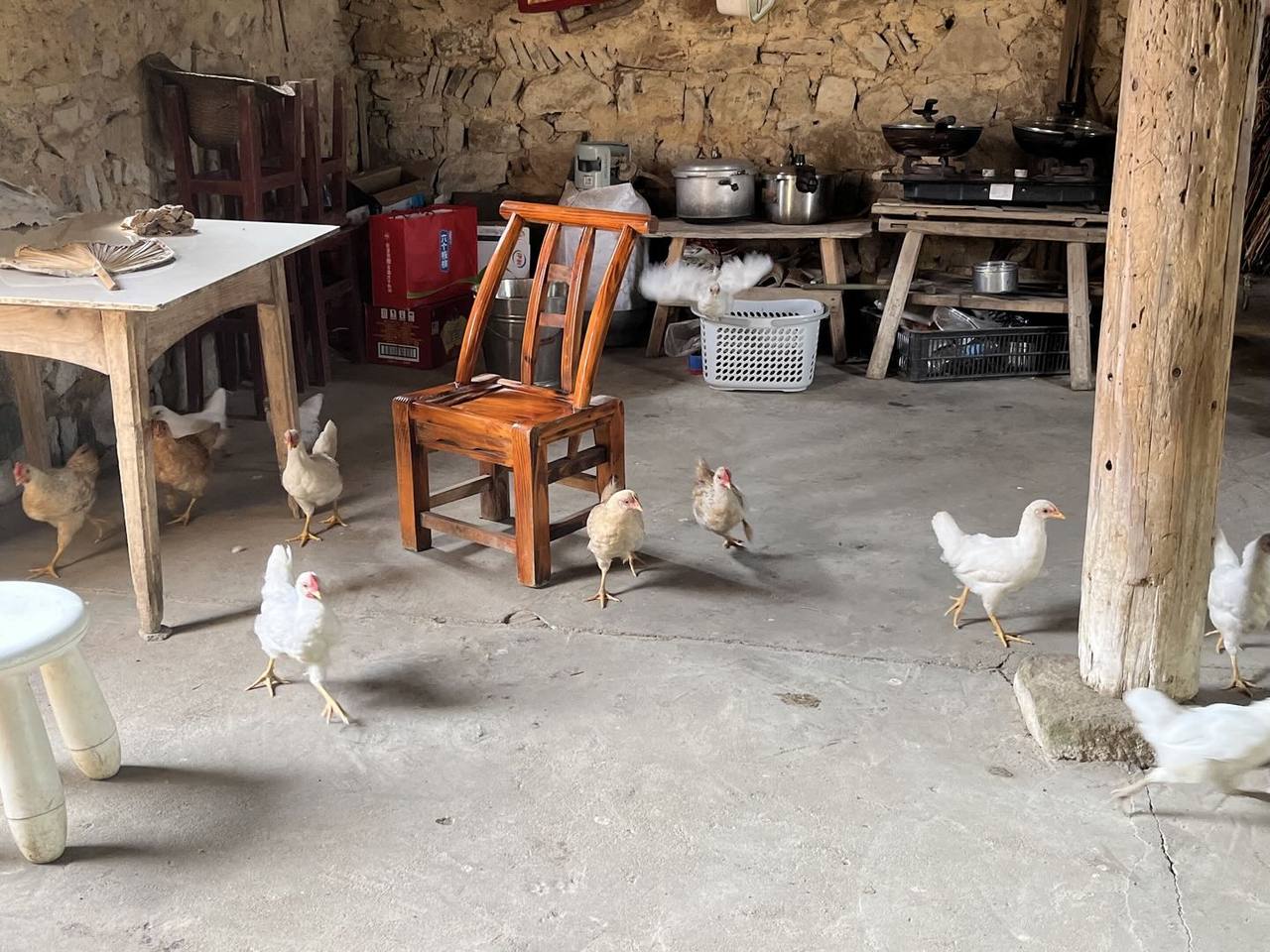 鸡群在土墙和灶台旁的水泥地上活动