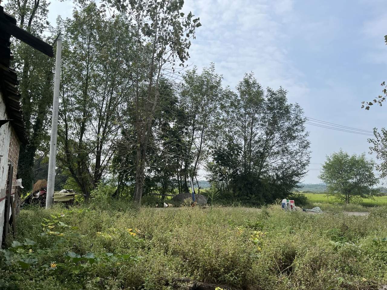 乡村屋旁的杂草、树木与远处田地