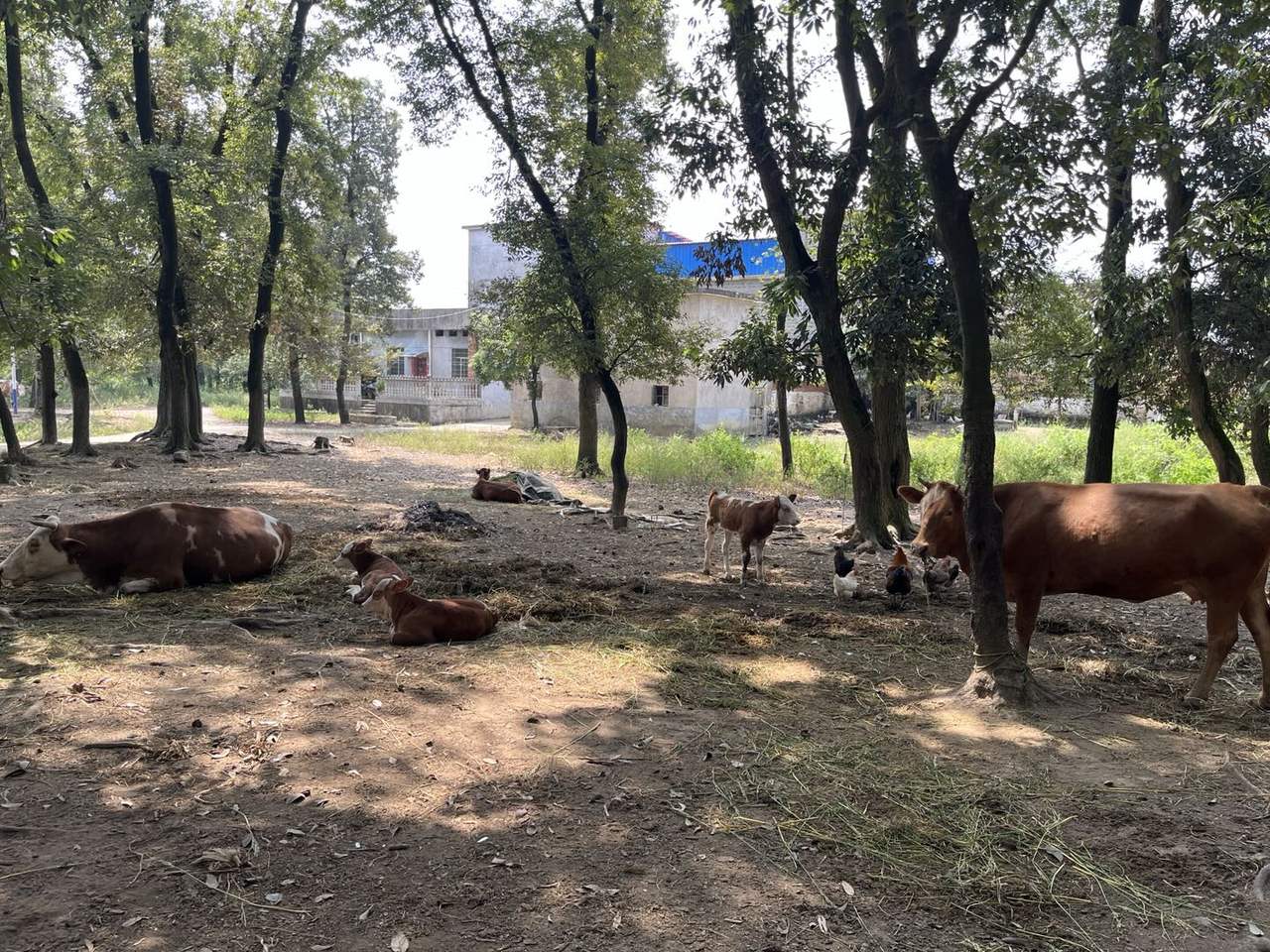 树荫下的牛、小牛与院里的鸡