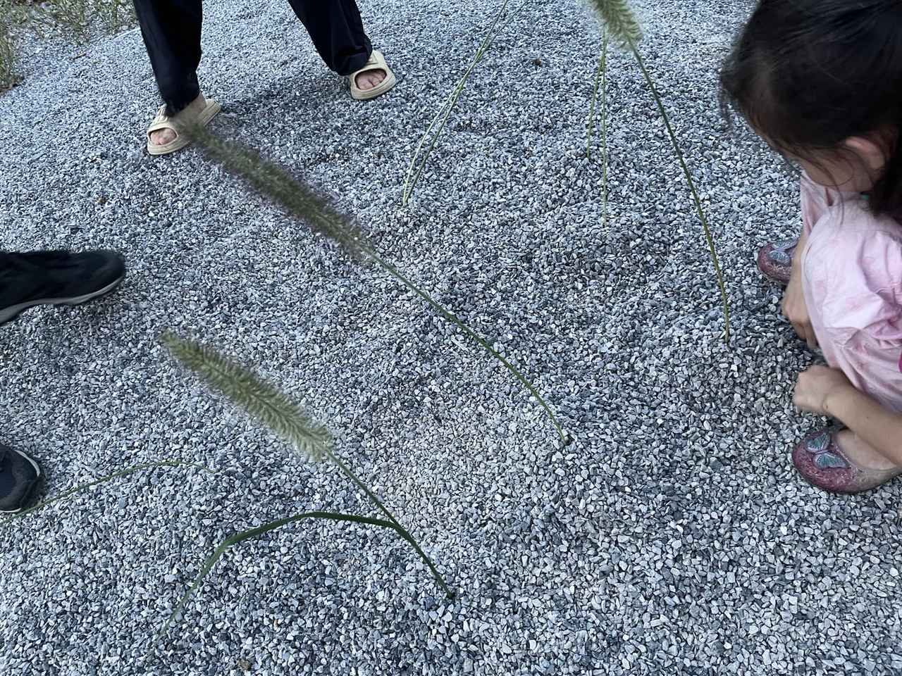 小朋友蹲在碎石地上看草和小石头