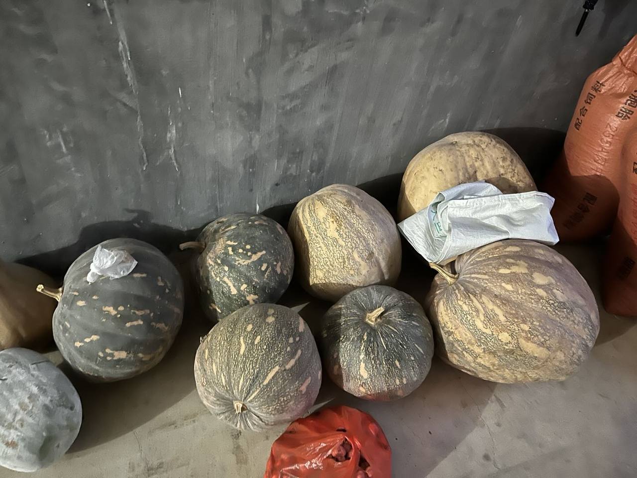 墙边暂存着大小不一的瓜果